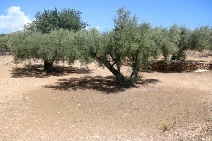 Plan general de olivos después de la lluvia del martes en una finca en el término municipal de l'Ametlla de Mar.
