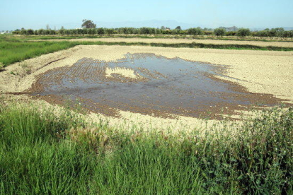 Imagen de archivo de una finca de arroz del término de Amposta donde empieza a entrar agua del canal para inundarla antes de la siembra.