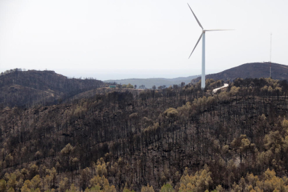 Pla general de la zona cremada per l'incendi forestal del Perelló.