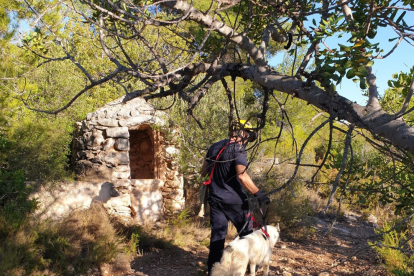 El chip permitió localizar a los propietarios del perro.