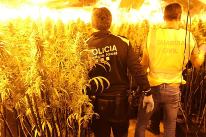 A l'habitatge van trobar més de 500 plantes de marihuana adultes.