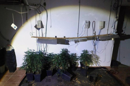 Los Mossos denunciaron también al inquilino de la casa por cultivar marihuana.