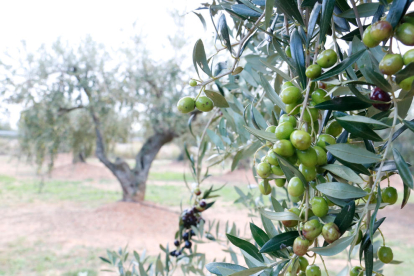 Unes olives arbequines d'oliveres de la DOP Siurana a la Selva del Camp.