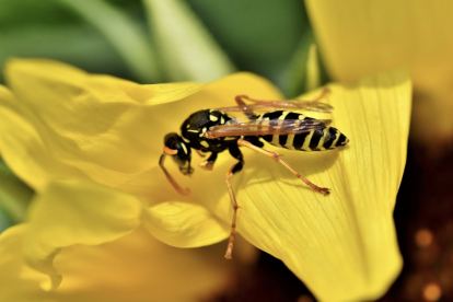 Imatge d'arxiu d'una vespa.