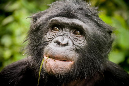La nueva especie se va repodouir con los bonobos, que viven en la selva de África central.