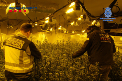 Agentes inspeccionando la plantación de marihuana.