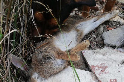 Fotografia d'un conill mort pels llaços al polígon de La Floresta
