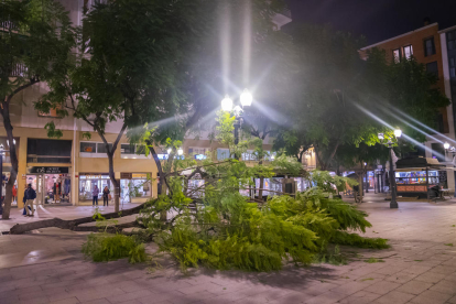 Un arbre caigut a la plaça Verdaguer de Tarragona.
