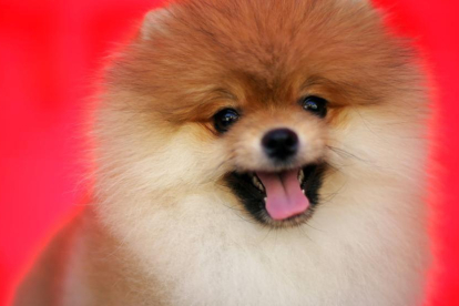 Imagen de archivo de un perro de raza pomerania.