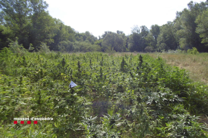 Una de les plantacions de marihuana descobertes pels Mossos d'Esquadra a l'Alt Empordà.