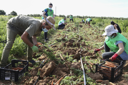 El agricultor Mathias Eyraud y los voluntarios, durante la recolección en el terreno próximo al Par Samà.