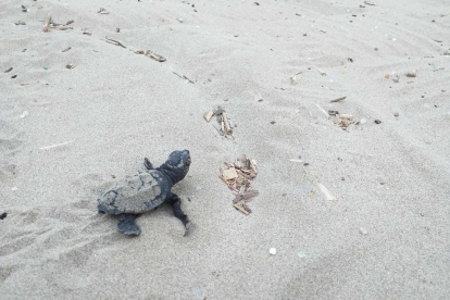 Imagen de una de las crías de tortuga en la arena.