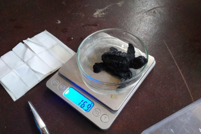 Les vuit tortugues pesen entre 16 i 17 grams cadascuna.