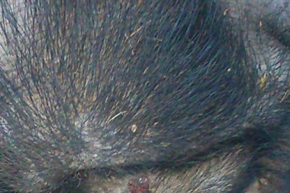 Uno de los cerdos resultó herido en los ojos, después de que un grupo de hombres le lanzaran piedras.