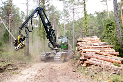 La màquina taladora avançant per una pista del bosc de Refalgarí, al parc natural dels Ports.