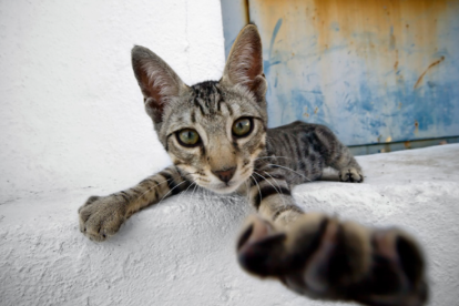 Els alimentadors poden continuar alimentant les colònies de gats a Tarragona