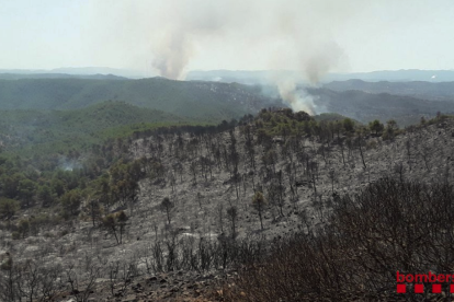 Reproducciones en el flanco derecho del incendio Forestal de Ribera d'Ebre.
