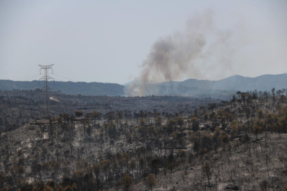 Pla general d'una de les zones cremades entre els termes municipals de Vinebre i la Palma d'Ebre en l'incendi de la Ribera d'Ebre. Imatge del 27 de juny del 2019 (Horitzontal).