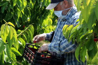 Un jornalero recogiendo cerezas en la Sierra de Almos con mascarilla y guantes.