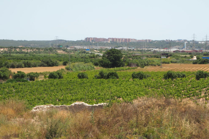 Imagen de la finca ubicada en la Bodega de Mas dels Frares donde está el yacimiento.