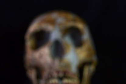 Falange d'àguila imperial procedent de Cova Foradada (Calafell) i que protagonitza la portada amb un crani de neandertal