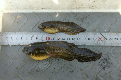Capgrossos de granota toro trobats a les llacunes del delta de l'Ebre, mesurats.