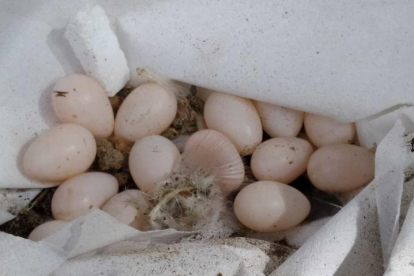Efectius d'Agents Rurals i la Policia Local de Cambrils hi han treballat per recollir els ous de les aus