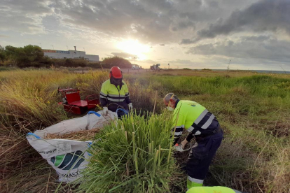 Eliminació de flora exòtica a la zona