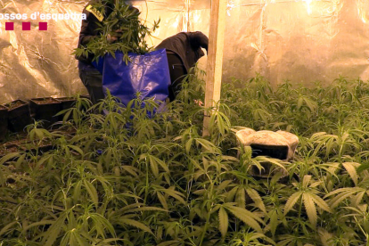 Plantes de marihuana a l'interior d'una de les onze naus industrials del grup criminal