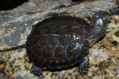 Imatge d'arxiu d'una tortuga de rierol.