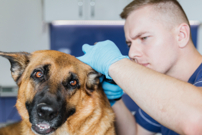 Imatge d'un gos a la consulta veterinària