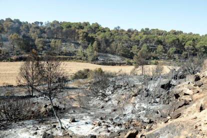 Pla obert de la zona afectada per l'incendi al terme municipal de Maials, el 28 de juny del 2019