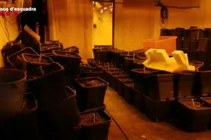 Els investigadors van localitzar en una habitació amagada al pàrquing 50kg de cabdells de marihuana premsats al buit.