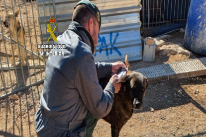 Un agent de la Guàrdia Civil amb un gos en una protectora d'animals del Baix Ebre