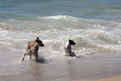 Dos gossos banyant-se a la platja, imatge que tot apuntava que es veuria aquest estiu a Tarragona però que finalment no serà així.