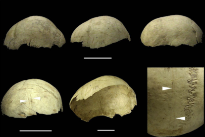 Cráneos copa procedentes de la Cueva del Mirador en Atapuerca, Burgos - Palmira Saladié/IPHES
