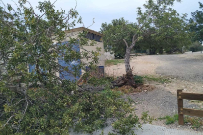 Un árbol caído a Altafulla a causa del viento.