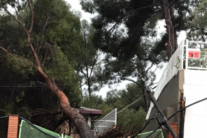 Un arbre caigut pel temporal a Cala Romana.