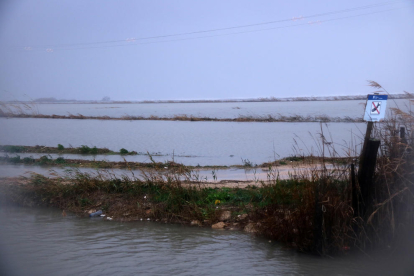Pla general de camps d'arròs afectats per la inundació marítima del temporal Glòria a la zona de la Marquesa, al delta de l'Ebre.