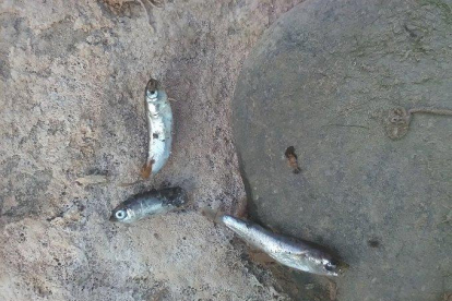 Tres joells, los cuales no han podido sobrevivir por la falta de agua en el Francolí.