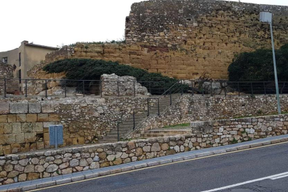 Un xiprer caigut davant la murall de Tarragona.