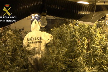 Imatge de la plantació interior de marihuana localitzada per la Guàrdia Civil a l'altell d'un immoble d'Almacelles.