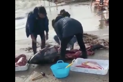 Imagen de algunos vecinos cortando la carne de un atún de grandes dimensiones.