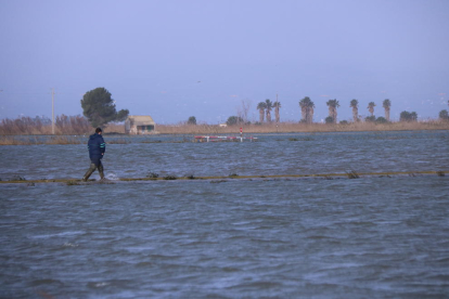 Arrossaires comprueban el agua del mar que ha entrado a los arrozales de la balsa de la Arena del delta del Ebro.