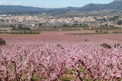 Plano general de un campo de melocotoneros floridos, con Móra d'Ebre al fondo.