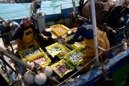 Dos pescadores de Tarragona acabando de escoger y clasificar el pescado encima de la barca, en el Serrallo.