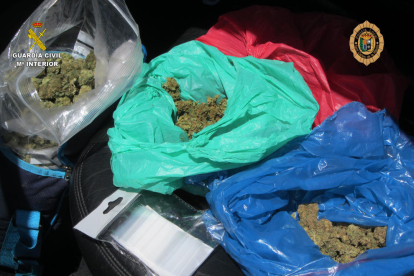 Los cogollos de marihuana decomisados por la Guardia Civil y la policía local de Sant Carles de la Ràpita.