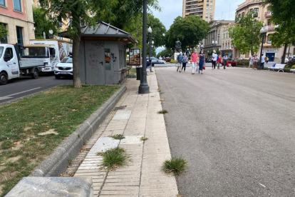 Aspecte que ofereix la coca de les Teresianes de la Rambla Nova per la presència d'herbes.