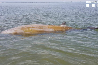 Imatge de la balena rescatada ahir.