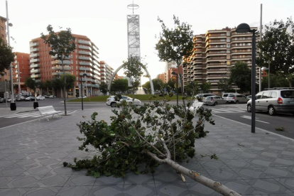 Imatge de l'arbre caigut al carrer Josep Maria Tarrassa de Tarragona.